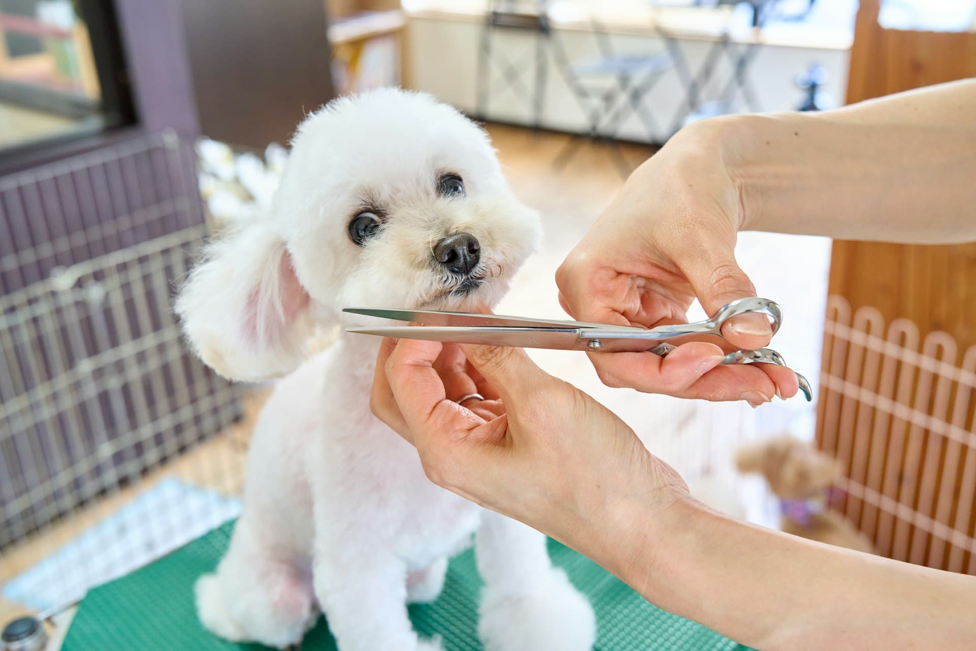 A groomer carefully combing a small white dog on a grooming table